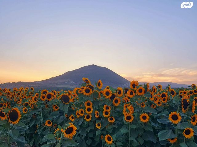 משק חקלאי/ נחלה, כפר קיש
