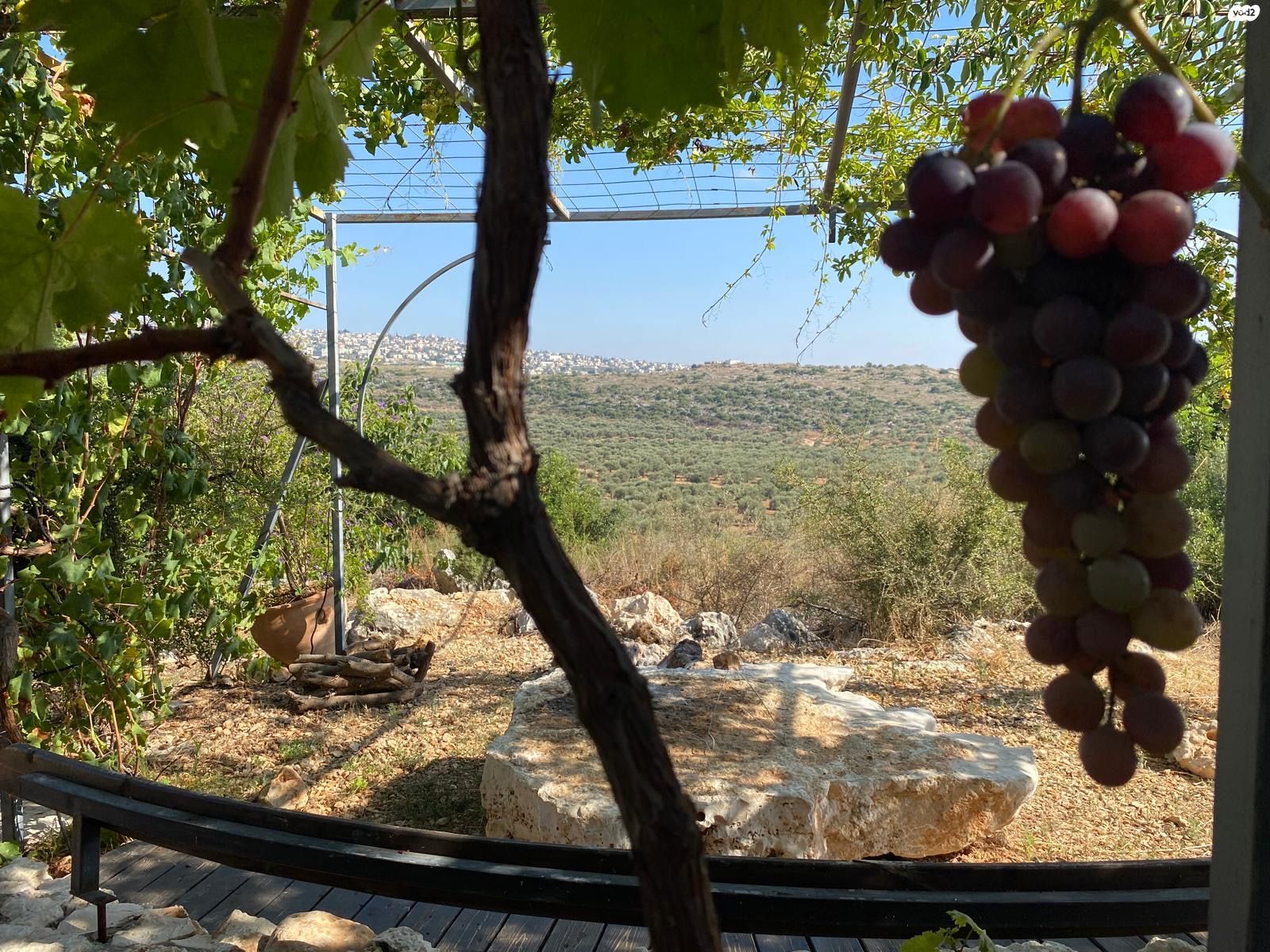כליל 