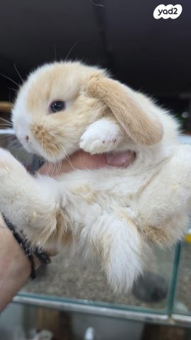 תמונת מודעה - חיות מחמד