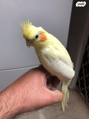 תוכי קוקוטייל