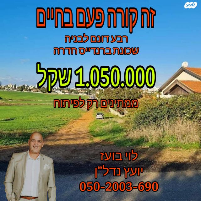 הברוש 3