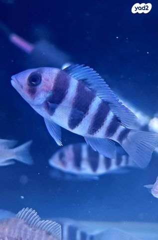 תמונת מודעה - חיות מחמד