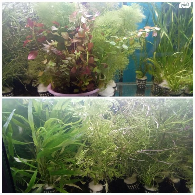 תמונת מודעה - חיות מחמד