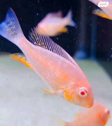 תמונת מודעה - חיות מחמד