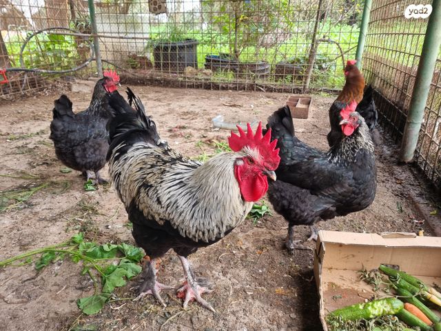 חיית משק מאראנס