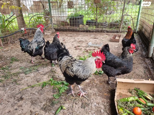 חיית משק מאראנס