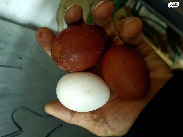 חיית משק מאראנס