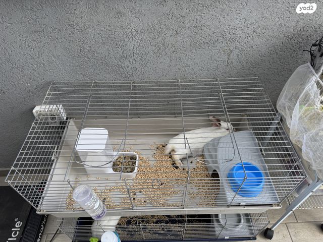 תמונת מודעה - חיות מחמד