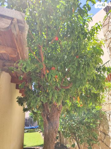 דירת גן, צוותא ב, אלפי מנשה