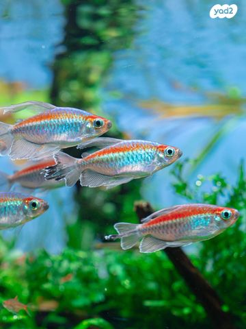 תמונת מודעה - חיות מחמד