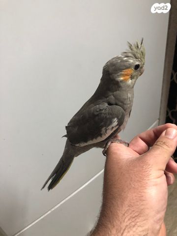 תוכי קוקוטייל