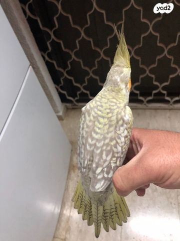 תוכי קוקוטייל