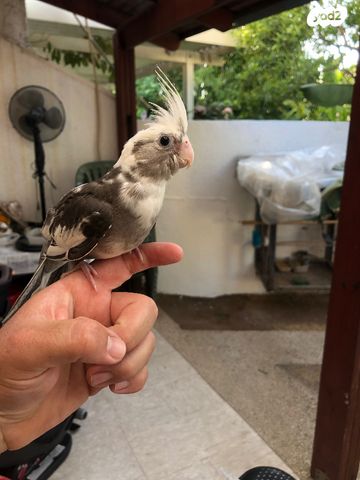 תוכי קוקוטייל