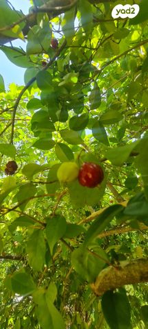 דירת גן, הקטיף, פרדס חנה כרכור