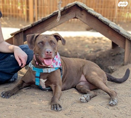 תמונת מודעה - חיות מחמד