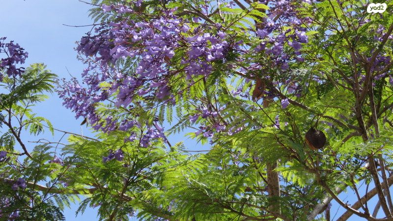בית פרטי/ קוטג', רמות, ירושלים
