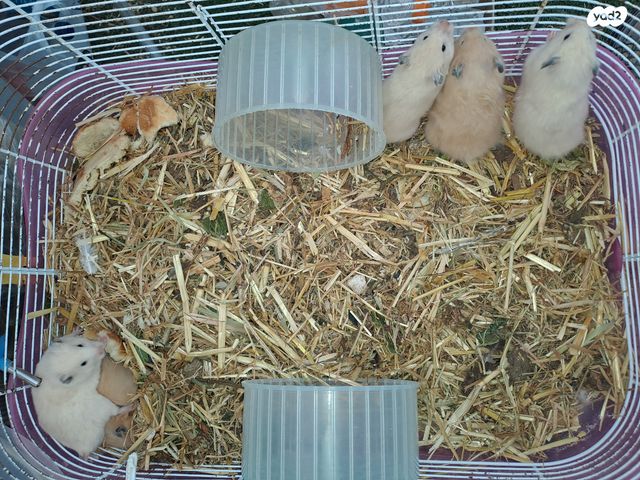 תמונת מודעה - חיות מחמד