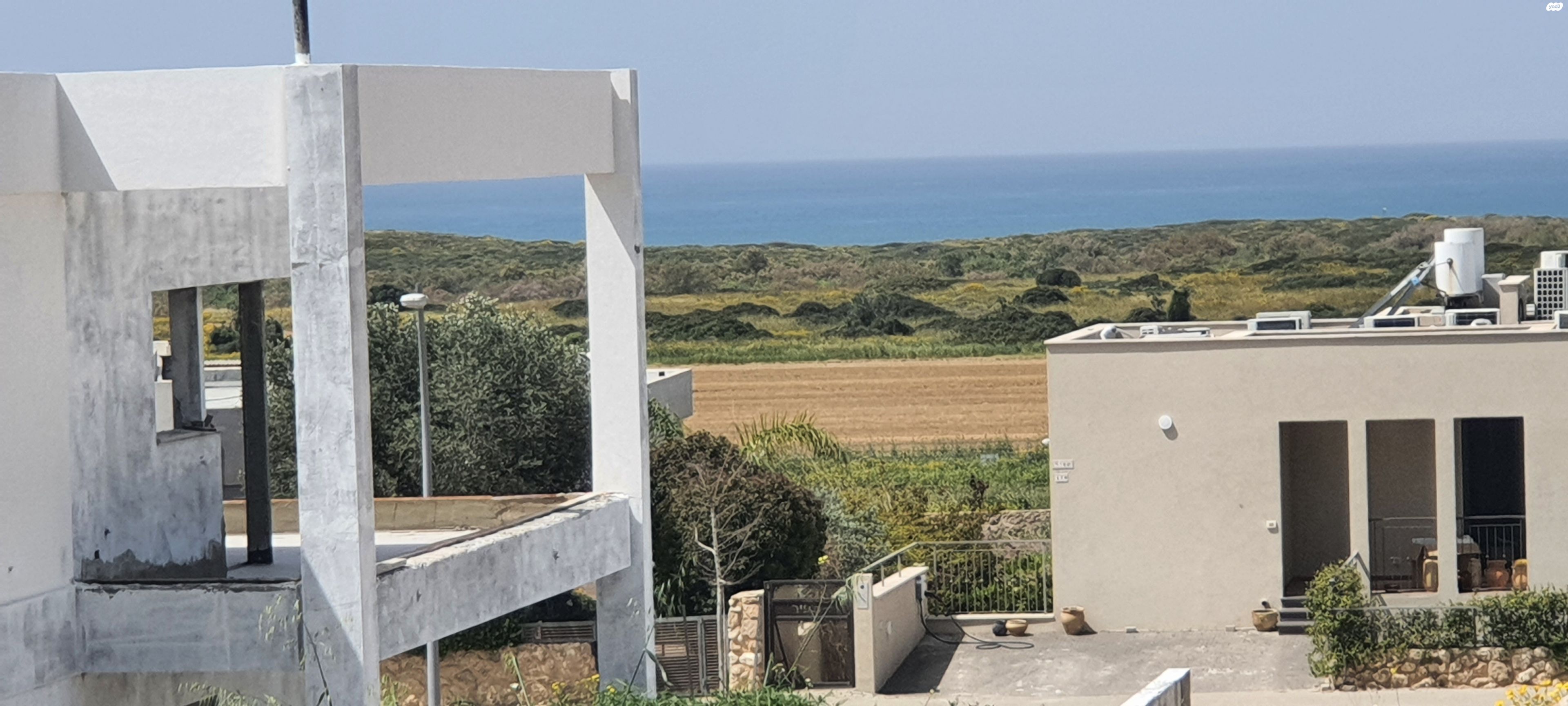 הצדפים 1