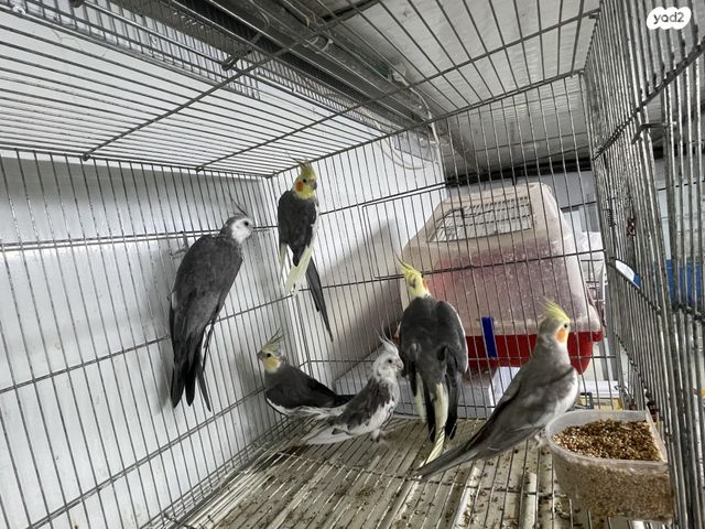 תמונת מודעה - חיות מחמד