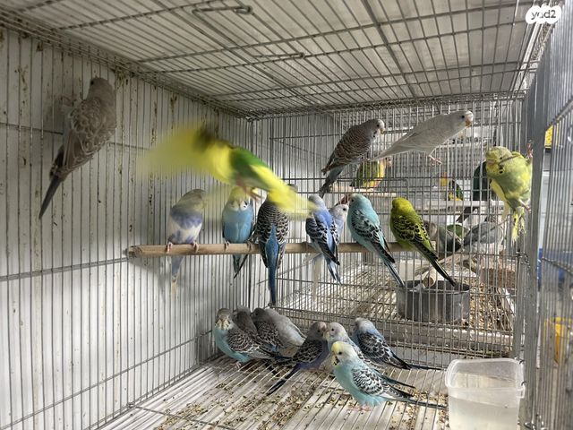 תמונת מודעה - חיות מחמד