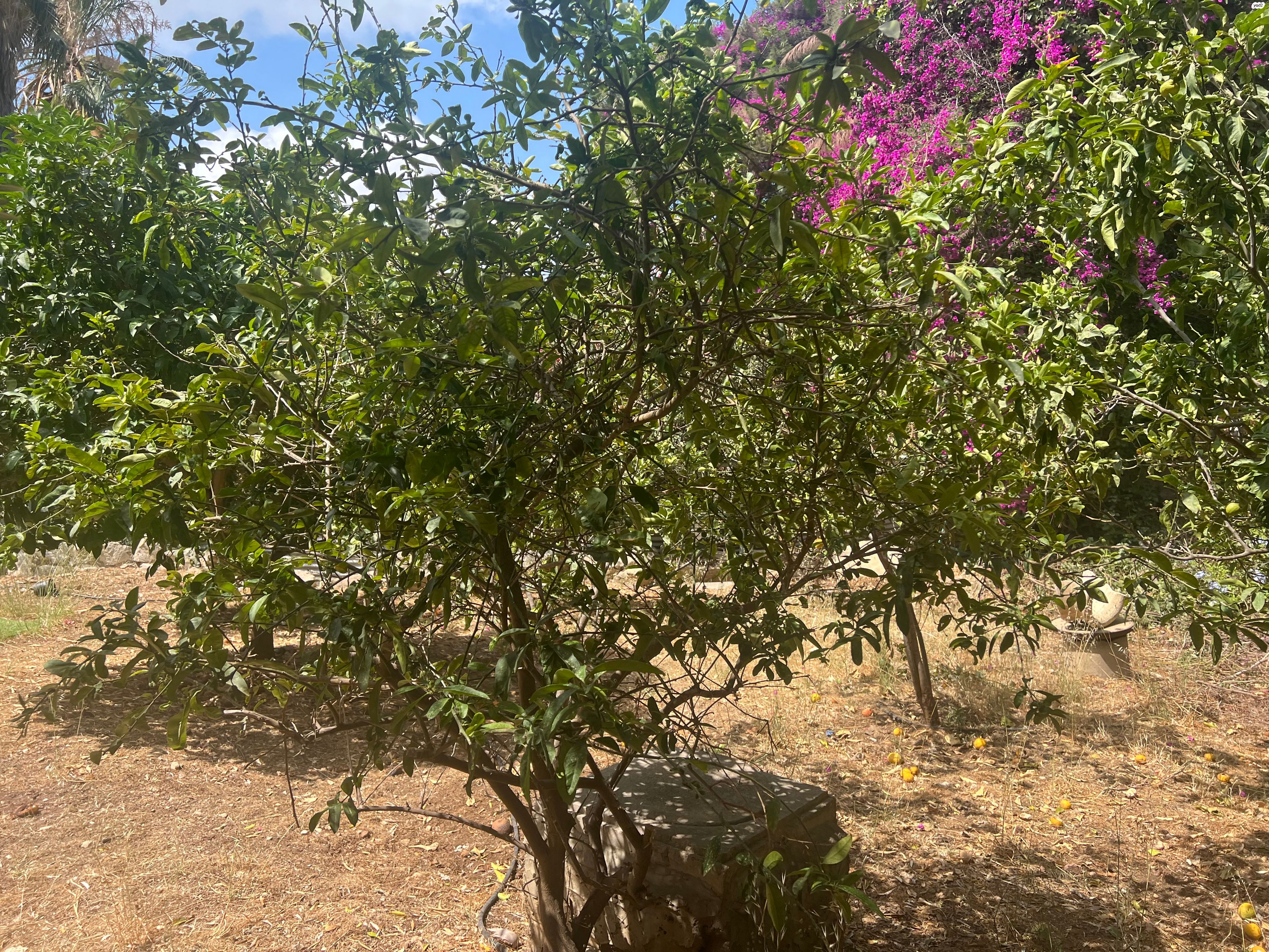 קדימה 