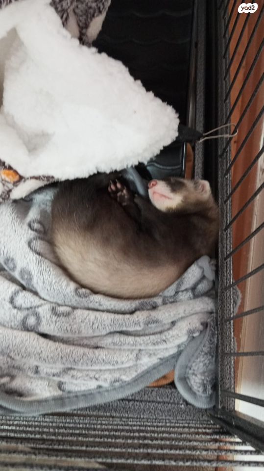 אביזרים | כלוב