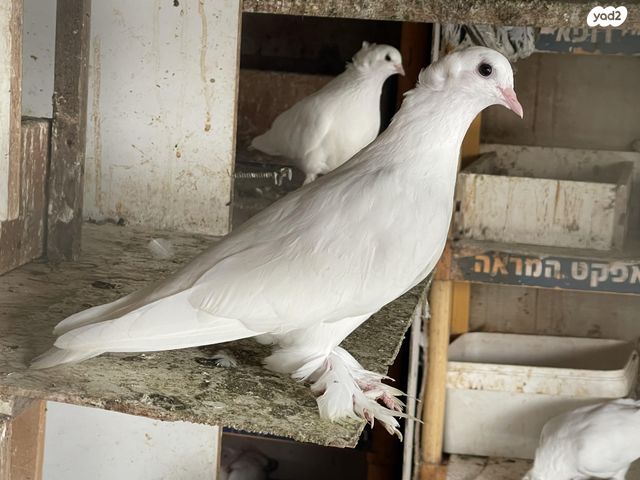 תמונת מודעה - חיות מחמד