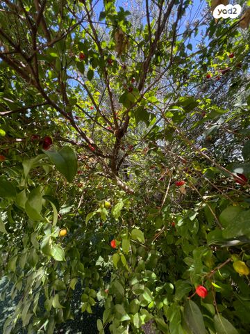 בית פרטי/ קוטג', התמר 1, שקד, שקד