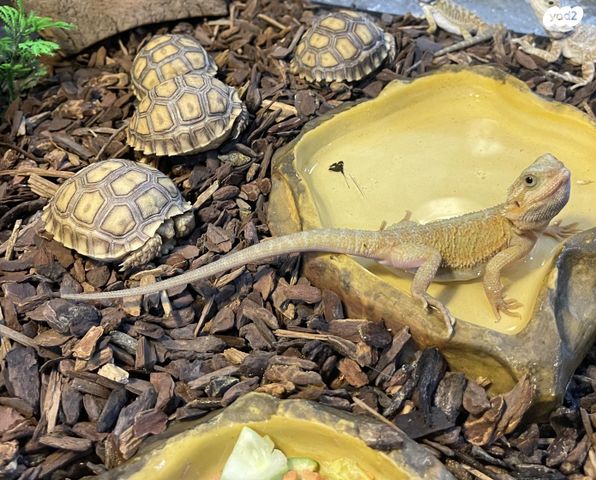 תמונת מודעה - חיות מחמד