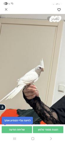 תמונת מודעה - חיות מחמד