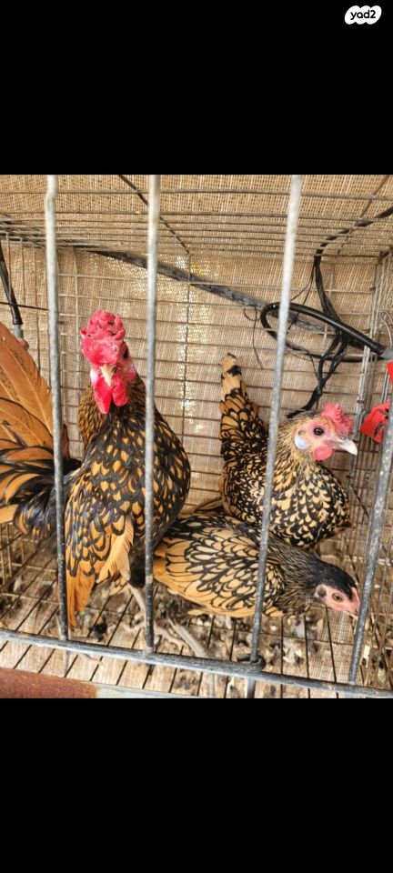 תמונת מודעה - חיות מחמד