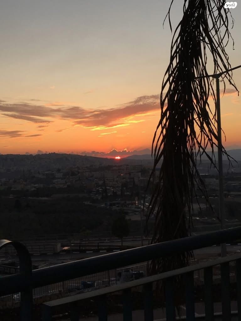 דליה 22