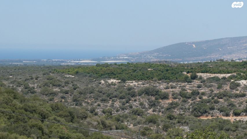 סחלב 
