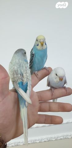 תמונת מודעה - חיות מחמד