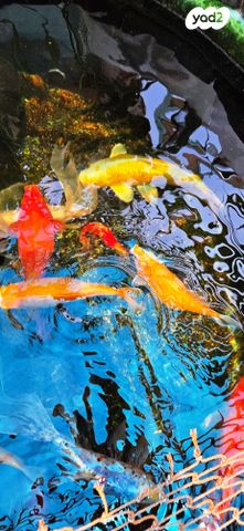 תמונת מודעה - חיות מחמד