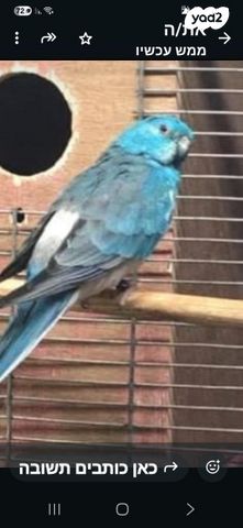 תמונת מודעה - חיות מחמד