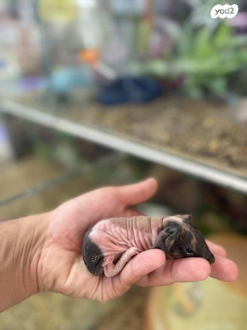 תמונת מודעה - חיות מחמד