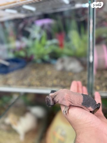 מכרסם שרקן \ קביה