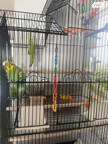 אביזרים | כלוב האכלת יד