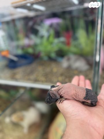 מכרסם שרקן \ קביה