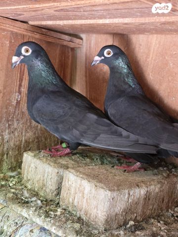 תמונת מודעה - חיות מחמד