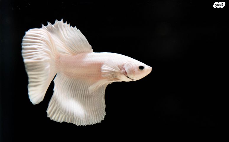 תמונת מודעה - חיות מחמד