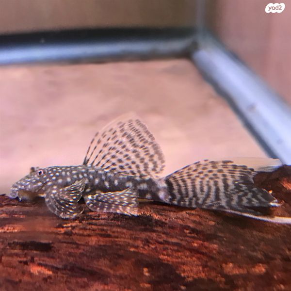 תמונת מודעה - חיות מחמד