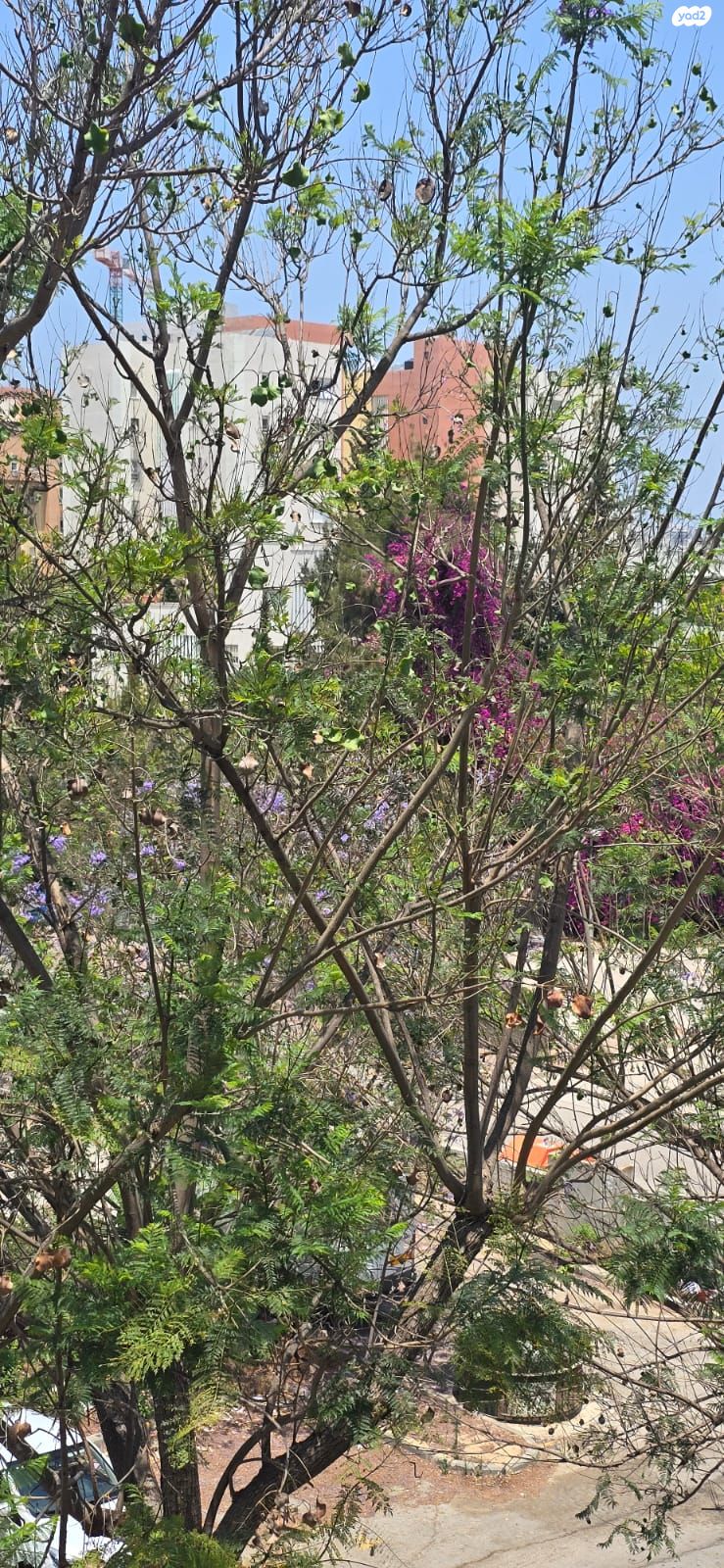 שבזי 39