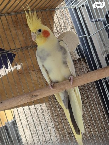 תמונת מודעה - חיות מחמד