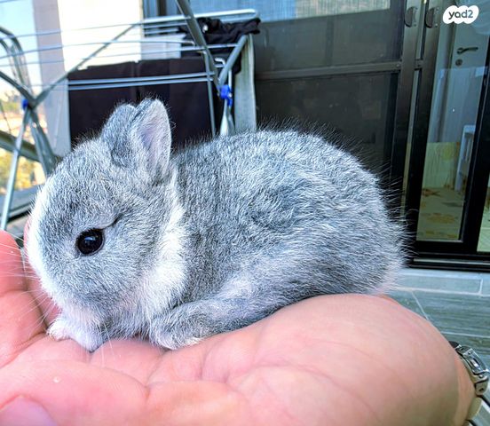 תמונת מודעה - חיות מחמד