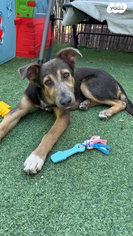 תמונת מודעה - חיות מחמד