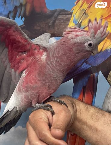 תמונת מודעה - חיות מחמד