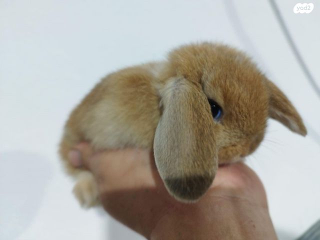 תמונת מודעה - חיות מחמד