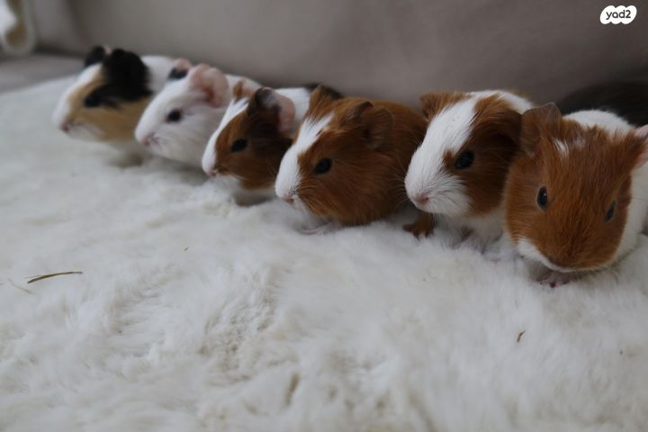 מכרסם שרקן \ קביה